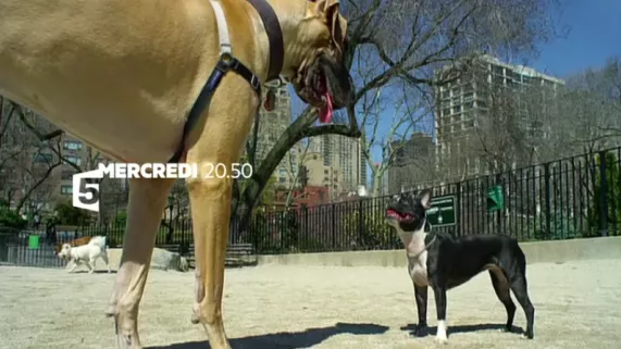 Nos animaux, doux dehors, sauvages dedans Nos animaux, doux dehors, sauvages dedans