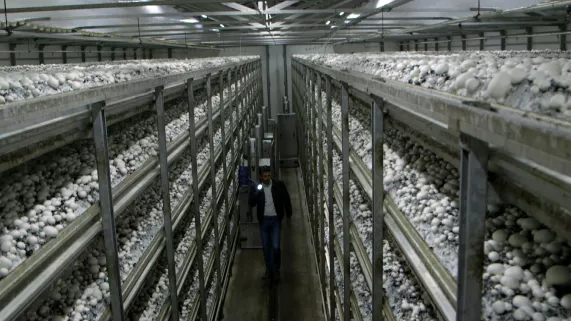 A FOND SUR LE CHAMPIGNON