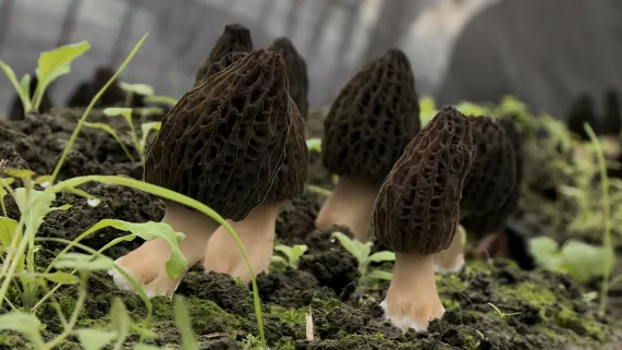 A FOND SUR LE CHAMPIGNON