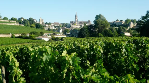 Vendanges à Saint-Emilion Vendanges à Saint-Emilion
