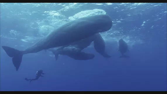 Grandeurs nature - Les géants des mers Grandeurs nature - Les géants des mers