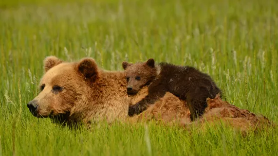 LES SUPER PARENTS DE LA NATURE
