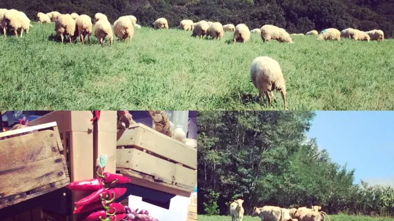 Circuits courts Circuits courts