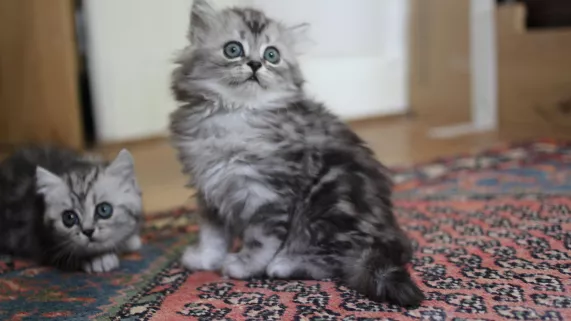 © Brook Lapping Productions UNE VIE DE CHATON
