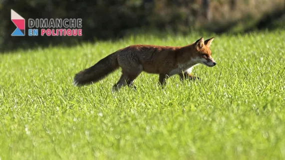 Renard © MaxPPP Simon Luc