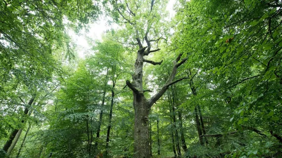 FORET FORET