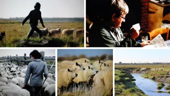 La guerre des moutons La guerre des moutons