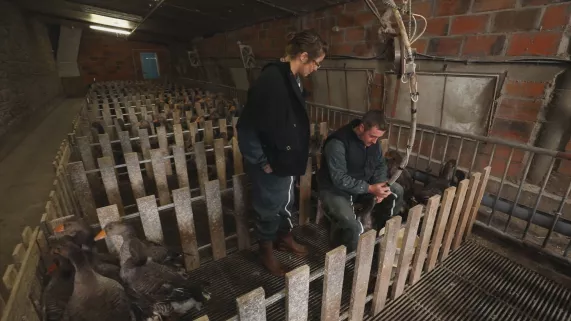 France et Albin Meynard lors du gavage des oies