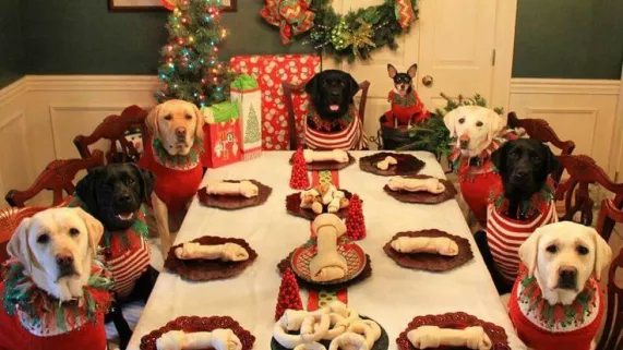 Un noël qui a du chien Un noël qui a du chien