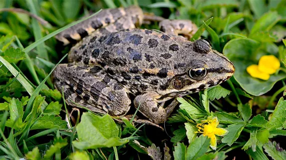 grenouille grenouille