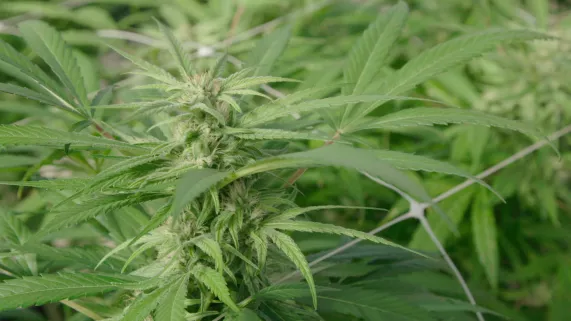 ETATS-UNIS LA RUEE VERS L'HERBE