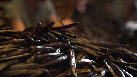 VANILLE LES SECRETS D'UN PARFUM