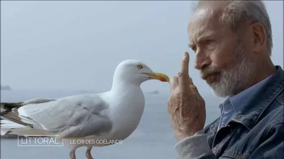 Le cri du goéland Le cri du goéland