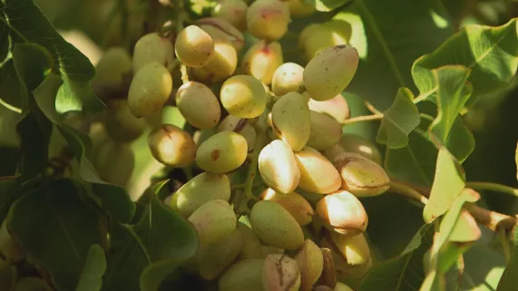 PISTACHE UNE COQUE D'OR VERT