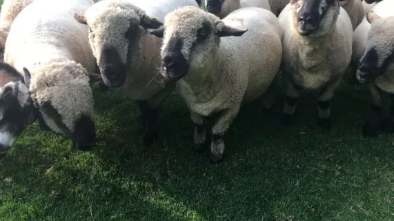 moutons