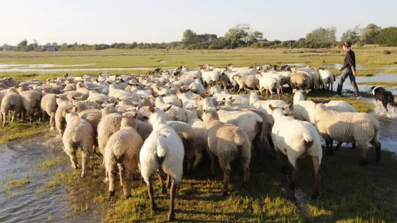La guerre des moutons