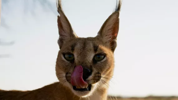 © Endemol HISTOIRES DE CHATS