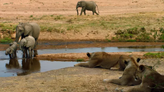 Les lionnes restent aux aguets sur la rive -® ZED ÔÇô 2018 Les lionnes restent aux aguets sur la rive -® ZED ÔÇô 2018