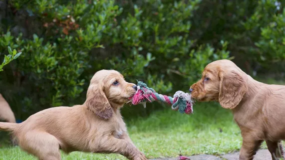 UNE VIE DE CHIOT, NOUVELLE GENERATION