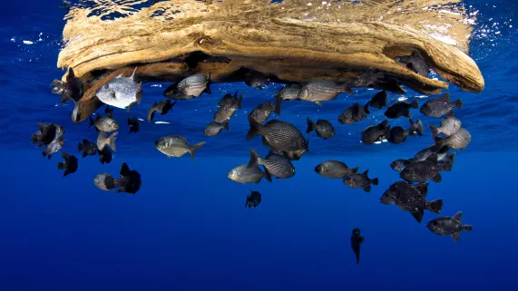 PLANÈTE BLEUE 2