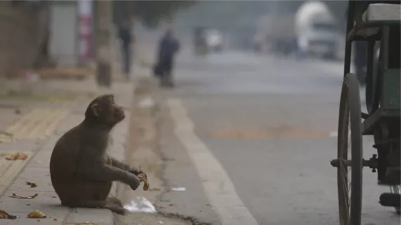 J'ai marché sur la Terre en Inde