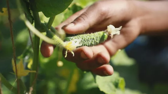 CORNICHON, L'AGITÉ DU BOCAL