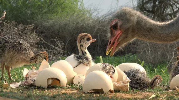 © John Downer Productions / BBC CAMERAS ESPIONS EN TERRE ANIMALE