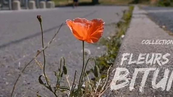 FLEURS DE BITUME  FLEURS DE BITUME