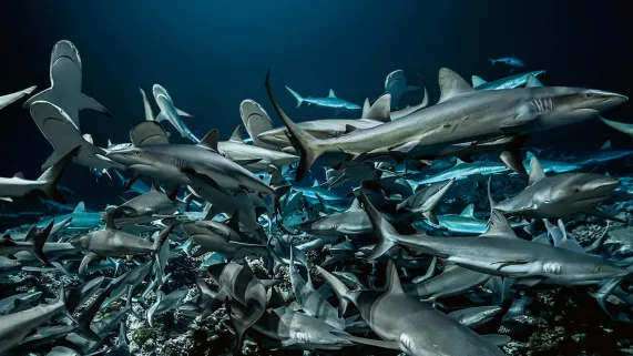 ©Le 5eme rêve/ Laurent Ballestra L'ATOLL AUX 700 REQUINS