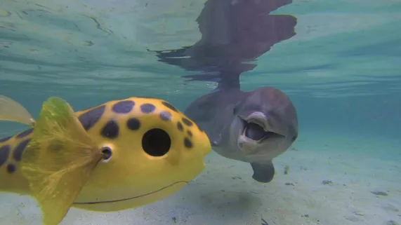 CAMERAS ESPIONS CHEZ LES DAUPHINS ET LES ORQUES
