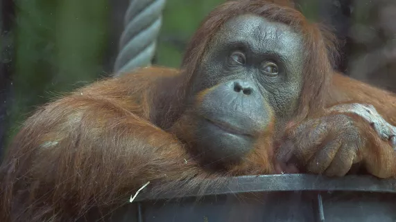 Oran outang Oran outang