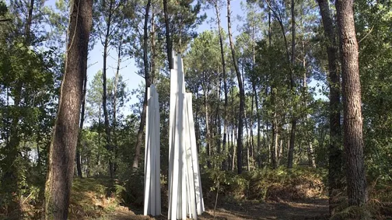 Foret Landes