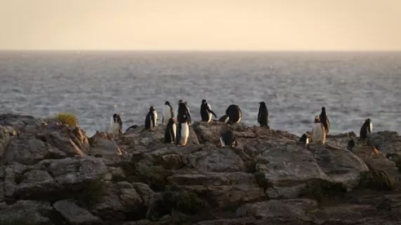 Albatros et gorfou, une fable australe © Bonne Pioche