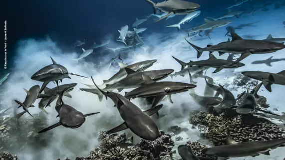© Requins sur le fond - Laurent Ballesta © Requins sur le fond - Laurent Ballesta