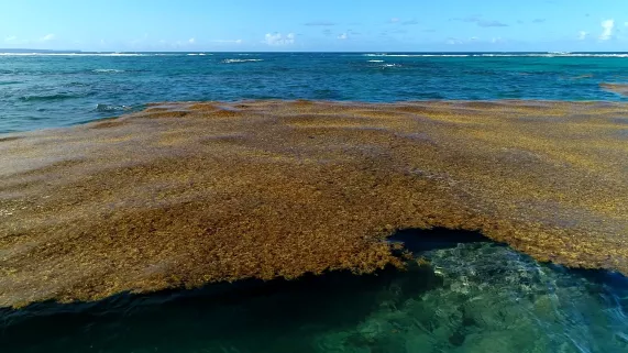 Sargasses, algues brunes, idées vertes 