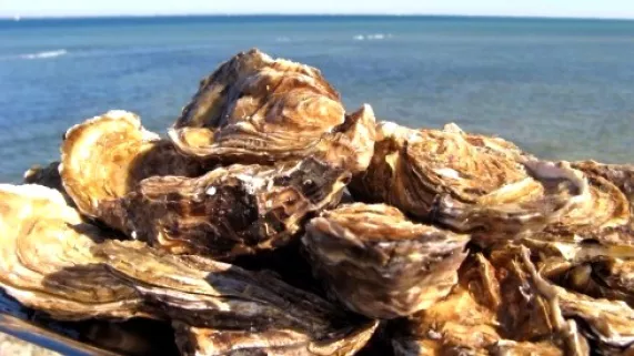 huîtres