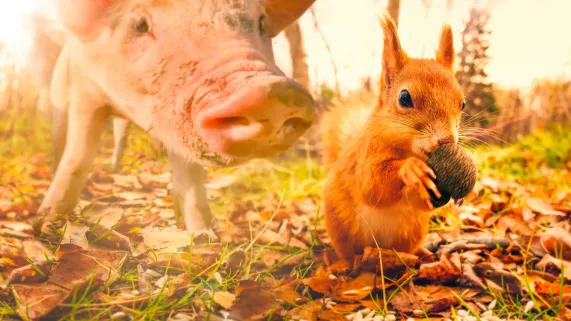 La Vie Secrète des Animaux du Village 