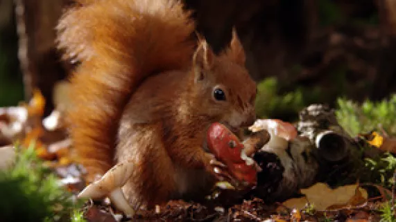 LA VIE SECRÈTE DES ANIMAUX DU VILLAGE