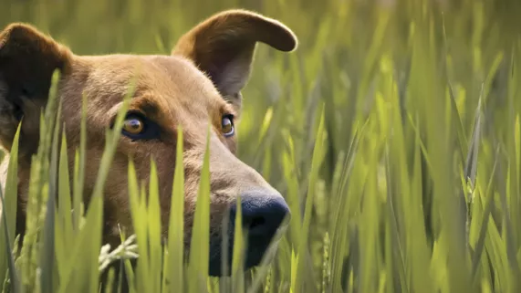 LE PLUS BEL AMI DE L'HOMME