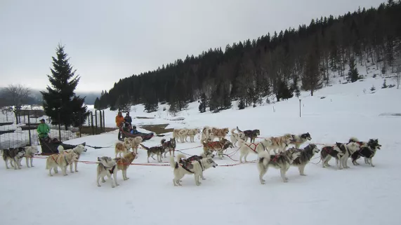 Chiens de traineaux