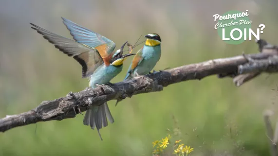 Pourquoi chercher plus loin - Nature sauvage, l'esprit d'aventure