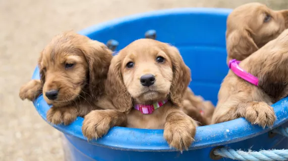 © Brook Lapping UNE VIE DE CHIOT, NOUVELLE GENERATION