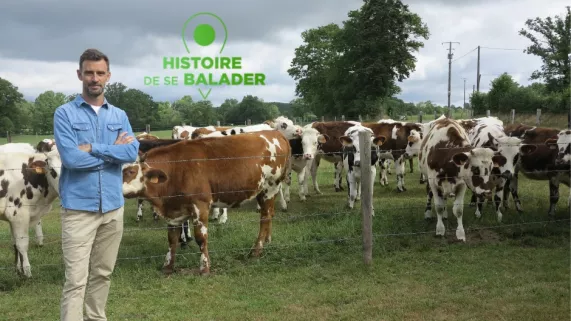 HDSB : Les dessous de la vache normande HDSB : Les dessous de la vache normande