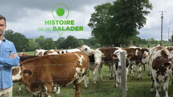 HDSB : Les dessous de la vache normande HDSB : Les dessous de la vache normande