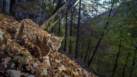 France terre sauvage