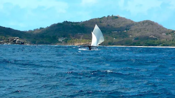 Quand passent les baleines Quand passent les baleines