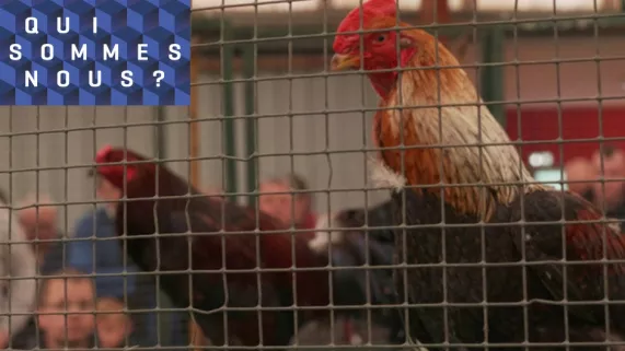 Combats de coqs Combats de coqs