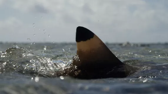 ©Le 5eme rêve/ Filmin Tahiti/ CNRS L'ATOLL AUX 700 REQUINS