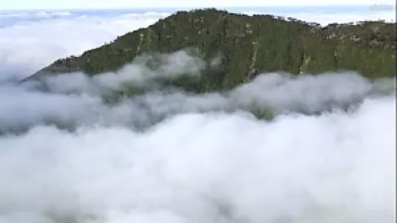 ©DR l'esprit de la terre, le kaori du mont panié