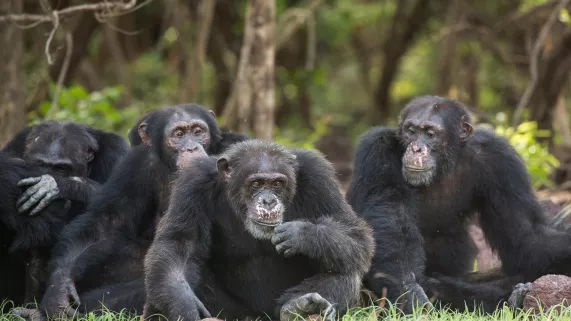 CHIMPANZÉS, LE COMBAT DES CHEFS